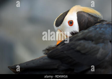 Ein Getuftet oder Crested Puffin, Fratercula cirrhata, einer von drei Papageitaucher Arten, Kollegen über die Schulter am Alaska SeaLife Center in Seward, Alaska, Stockfoto