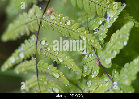Wasser perlen Drop off grüne Blätter einer Farn in Kenai Alaska, USA. Stockfoto