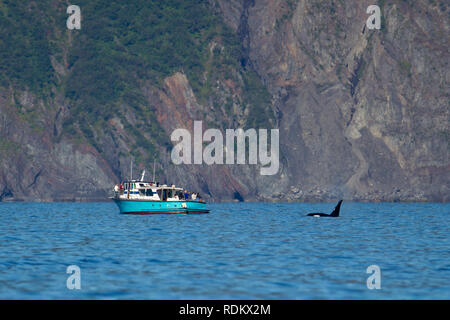 Ein schwertwal oder Orca, Orcinus orca, Verstöße in der Nähe ein Boot in Kenai Fjords National Park, von denen die Mehrzahl ist schnell und einfach mit dem Boot zu erreichen Stockfoto