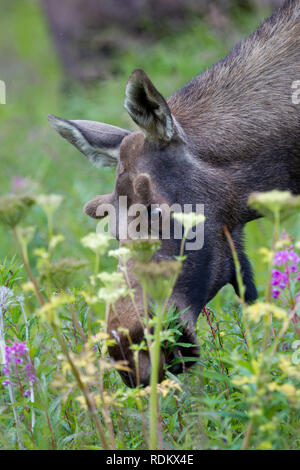 Eine Kuh, Elch, Alces alces, Abschürfungen unter lila Blumen am Straßenrand in der Kenai Halbinsel, Alaska, USA. Stockfoto