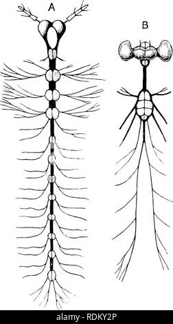 . Die Cambridge Natural History. Zoologie. ii 6 Insekten auf die Annahmen und Berechnungen, die angeblich, um dies zu beweisen, und es wird nicht unterstützt von Camerano die jüngsten Forschungen. - "Einige der Sehnen, der Muskeln sind sehr aufwändige Strukturen, und sind so stark, wie die chitinous Skelett, so wie kleine Knochen in ihrer Natur. Eine sehr aufwändige Sehne dieser Art ist mit dem prothoracic trochantin in Coleoptera verbunden und kann leicht in Hydro - 2 Jhihis untersucht werden. Es wurde vorgeschlagen, dass die entothorax in seinem Ursprung tendinous ist, aber andere niorphologist Stockfoto