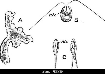 . Die Cambridge Natural History. Zoologie. SPOROZOA 107 Kalt-b ooded Tiere. Sie sind zumindest in der jüngsten binucleate Free State, und groß und multinncleate apocytes geworden, die Knospe kann Auswüchse sowie reproduzieren durch Sporen. Die pilzsporen apocyte sind nicht durch gleichzeitige breakino produziert, aber durch die aufeinanderfolgenden Differenzierung. Ein einzelner Kern Aggregate um sich selbst eine hmited Teil des Zytoplasmas, und dies wiederum bildet eine Membran, zu einem archespore oder ein "pansporoblast", bestimmt zwei Sporen zu produzieren; innerhalb dieses, nukleare Aufteilung erfolgt, so dass die Gestalt Stockfoto