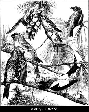 . Die Vögel von Illinois und Wisconsin. Vögel, Vögel. Jan., 1909. Vögel von Illinois und Wisconsin - Cory. 567 in der Gegend von Chicago, 1907, S. 126.) Es gibt zahlreiche andere Illinois re-Schnüre, Herden haben, die in Nord-Illinois, spät im April gesehen worden, und es hat so spät wie Ma r13^ in Northern Indiana getroffen worden. In den zentraler gelegenen Teile von Illinois Es ist selten. Die Proben wurden von Herrn Charles K. Worthen in Warschau, 111., und Herr O. P Heu Datensätze unter sechs Vögel dieser Art in der Nähe von Eureka, Woodford Co., im Herbst 1872. (Bull. Nutt. Orn. Club, Juli,. Pine Grosbeak. (Männlich und weiblich) Whit Stockfoto