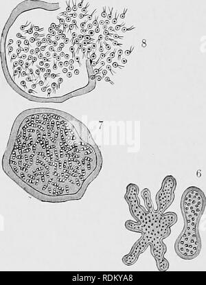 . Die Cambridge Natural History. Zoologie. Abb. 9.- Trichosphaerium sieboldii. 1, nach der "eine" Form; 2, seine Vermehrung durch Kernspaltung und gemmation; 3, resolntion in 1-nucleate amoeboid Zoosporen; 4, Entwicklung (von zoosporen von "A") in den "B"-Form (5); 6. die Multiplikation mit der Kernspaltung und gemmation; 7, seine Entschließung nach nuklearen bipartition in Minute 2-Ride zoosporen oder (exogametes); 8, Befreiung von Gameten; 9, 10, mehr Hochvergrößernde Paarung von Gameten unterschiedlicher Herkunft; 11, 12, Zygote entwickelt sich in "A" Form. (Nach Schaudinn.) S. 29), Stockfoto