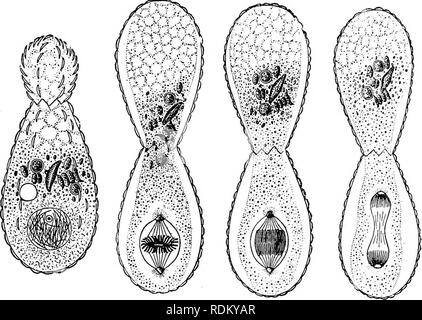 . Die Cambridge Natural History. Zoologie. Mitose oder KARYOKINESIS 29 Keimplasma" oder "idioplasm" der relativ große Beharrlichkeit, die die Zelle ihre eigene Rasse Qualitäten gibt.^ Der Prozess, den wir gerade prüfen müssen, heißt "mitose/" karyomitosis" oder "karyokinesis"; und der Kern wird gesagt "indirekte" Abteilung, werden im Vergleich zu "direkte" Division durch bloße Verengung. In einer Zwischenstellung, in vielen Protista, die nuklearen Wand über die gesamte bestehen bleibt. Abb. 8.- der Kernspaltung mit modifizierten Icaryokiuesis in tlie Filose Ehiz Stockfoto