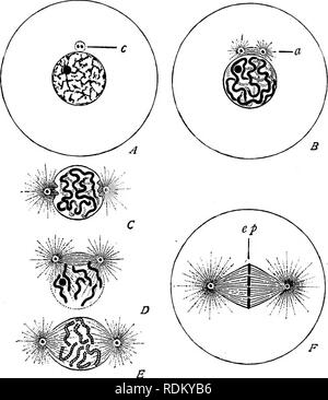 . Die Cambridge Natural History. Zoologie. CELL-ABTEILUNG 25 in der Linin Netzwerk ausgesetzt (lange als bloße betrachtet. Fib. 6. - Änderungen im Kern und Zelle in indirekten (Mitose) nukleare Division. A, ruhenden Kern mit zwei CENTRI "OLES" in einzelnen centrosphere (c); B, oentrosphere unterteilt, Spindel und zwei astern (a) Bildung; C, centrospheres getrennt, nukleare Wand di. sappearing; D, Auflösung der Zellkern, der in Chromosomen; E, reife plasmic Spindel, mit längs der Spaltung von Chromosomen; F, Chromosomen, die äquatorialen Platte {ep) der Spindel. (Von Wilson.) nucleole). Einem solchen Kern ist oft te Stockfoto