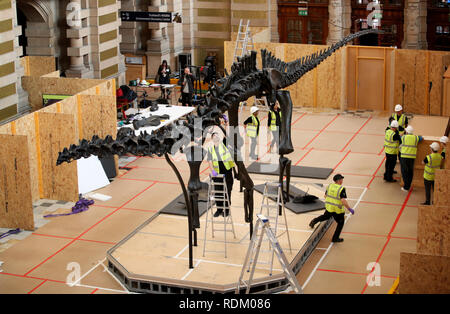 Dippy, der berühmten diplodocus vom Natural History Museum, ist wieder zusammen, nachdem er nach Glasgow in 16 maßgeschneiderte Kisten transportiert, vor gehen auf Anzeige in der Haupthalle in der Kelvingrove Art Gallery und Museum. Stockfoto