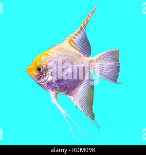 Tropische gestreifte Süßwasser Fische in einem Aquarium. Isoliert Foto auf blauem Hintergrund. Solche Fische wie für Kinder, Künstler und Website Designer ziehen. Stockfoto