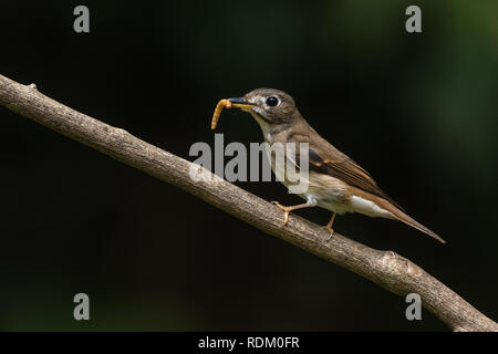 Die Welt der Kleinen bunten Vogel! Stockfoto