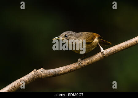 Die Welt der Kleinen bunten Vogel! Stockfoto