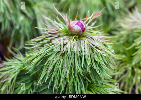 , Fernleaf Pfingstrose Paeonia tenuifolia, Knospe Knospen Pfingstrosen Stockfoto