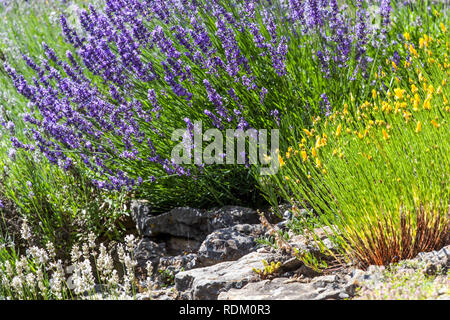 Harter, mehrjähriger Garten Blumenranz Lavender an Trockenwand, Lavendelwand Blaue Lavendel-Gartenwand, Lavendel wächst, blüht auf einer Gartenwand Stockfoto