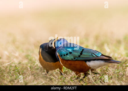 Dieses Bild von der herrlichen Starling Vogel ist in der Masai Mara in Kenia. Stockfoto