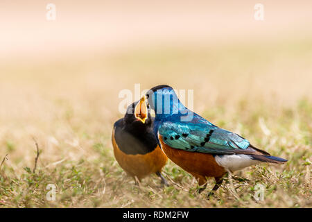 Dieses Bild von der herrlichen Starling Vogel ist in der Masai Mara in Kenia. Stockfoto