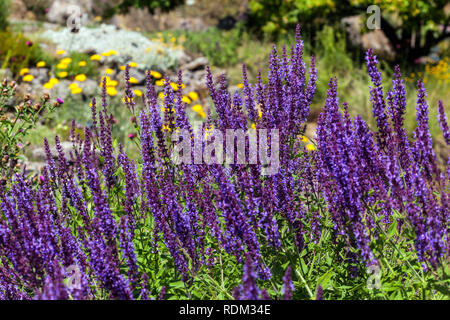 Mehrjährig Garden Flower Grenze Pflanze, am Stengel umklammern Violette Salbei Salvia amplexicaulis Stockfoto