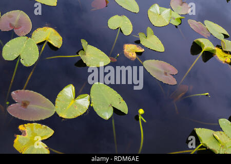 Yellow Water Lily Pads Coldwater Lake in Mt St Helen's Observatory Trail Stockfoto