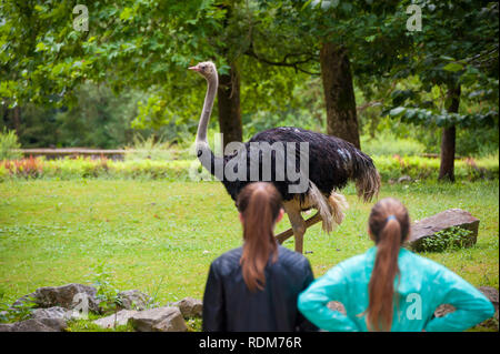 Zwei junge Mädchen auf der Suche nach Vogel Strauß in den Zoo von Ljubljana, Slowenien Stockfoto