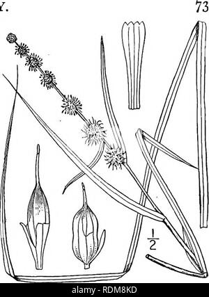 . Eine Illustrierte Flora von der nördlichen USA, Kanada und die britischen Besitzungen, von Neufundland zu den Parallelen der südlichen Grenze von Virginia, und vom Atlantik westwärts zu den 102 d Meridian. Botanik; Botanik. Gattung ich. BUR - REED FAMILIE, Engen - 10. Sparganium Michx. Angustifolium leaved Bur - Reed. Abb. 170. Sparganium angustifolium Michx. Fl. Bor. Standort. 2: 189. 1803. Sparganium natans angustifolium Pursh, Fl. Standort. Sept. 34. 1814. Sparganium simplex angustifolium Torr. Fl. N.Y., 2:249. 1843. Stamm schwebend und länglich, oder gelegentlich i°-i° hoch; Blätter in der Regel sehr Text Stockfoto