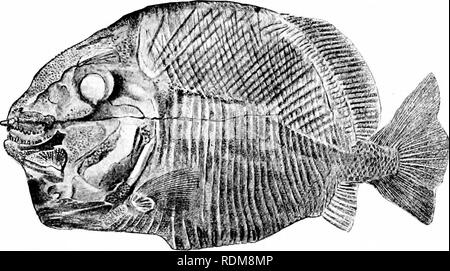 . Ein Leitfaden für das Studium der Fische. Fische; Zoologie; Fische. Die Ganoids 23 Woodward Orte diese Fische mit der SemionotidcB und Ha-lecomorphi in seiner Unterordnung der Protospondyli. Es scheint besser, sie jedoch als eine eindeutige Reihenfolge zu prüfen. Um Lepidostei.-^ Wir legen kann nach Ausgabe der Eastman von Zittel, den Alliierten und Vorgänger Der hornhecht in einer einzigen Bestellung, für die der Name Hiixley Lepidostei verwendet werden. In dieser Gruppe die Chorda dorsalis ist persistent, und der vertebrse sind in unterschiedlichen Grad der Verknöcherung und der verschiedenen Formen. Die. Abb. 13.- Mesturus verrucosus Stockfoto