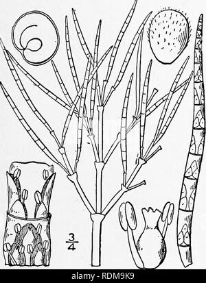 . Eine Illustrierte Flora von der nördlichen USA, Kanada und die britischen Besitzungen, von Neufundland zu den Parallelen der südlichen Grenze von Virginia, und vom Atlantik westwärts zu den 102 d Meridian. Botanik; Botanik. Ii. SALICORNIA [Tourn.] L. Sp. PI. 3. 1753. Fleischige kahl Jährliche oder mehrjährige Kräuter, mit gegenüberliegenden terete Zweige, die Blätter zu bloßen gegenüber Skalen an den Knoten reduziert, die Blumen versunkene s-y zusammen in den Achseln der oberen und bilden schmale Klemme spikes, perfekt oder die seitliche, staminate. Kelch obpyramidal oder Rhomben, fleischig, 3-4 - gezahnte oder Stockfoto