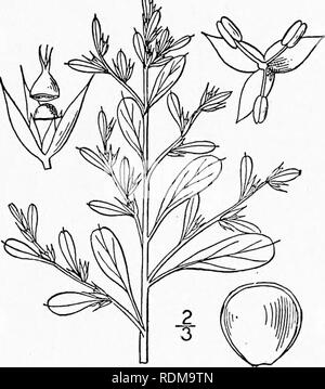 . Eine Illustrierte Flora von der nördlichen USA, Kanada und die britischen Besitzungen, von Neufundland zu den Parallelen der südlichen Grenze von Virginia, und vom Atlantik westwärts zu den 102 d Meridian. Botanik; Botanik. . Bitte beachten Sie, dass diese Bilder sind von der gescannten Seite Bilder, die digital für die Lesbarkeit verbessert haben mögen - Färbung und Aussehen dieser Abbildungen können nicht perfekt dem Original ähneln. extrahiert. Britton, Nathaniel Lord, 1859-1934; Braun, Addison, 1830-1913. New York, Scribner Stockfoto