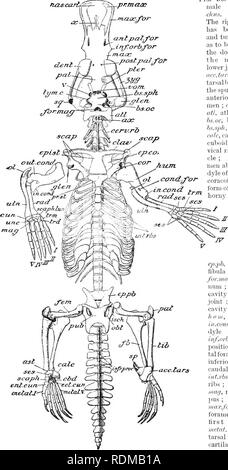 . Die Cambridge Natural History. Zoologie. prmagc a. n. t. pizl/f * oder irtforb^ oder m. a, sc.post.pal^ Ot pter fonv Bs. sph Bs. Oc alle Abb. 56. Â Skelett der männlichen Ornithorhyn-chus. Ventrale Ansicht. Das rechte Vorderteil - Extremität hat Sep arateil und drehte sich um, um in die Ansicht der dorsalen Surf zu bringen; Eis der Mann uns. Der Unterkiefer ist entfernt.ace.tars, A (. t - essory Fußwurzelknochen Unterstützung der Spur; ant. pal. Für, anterior Palatin Foren - Männer; Ast, Tragant, atU Atlas; (/.'/;, Achse; Bs. Oc, Basi-Okzipitalen ich Bs. sph, Basi-splienaii. sf^ epi-stcrnum; epipubis; Fb, Farn, Femur; f07'. mag, foram en m ag Stockfoto