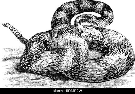 . Die Cambridge Natural History. Zoologie. 6 Also OPHIDIA CHAP. XIII Markierungen auf den Körper bilden ein schönes Muster von rhombs mit helleren Zentren und gelblich-Kanten. Dies ist die größte Art der Eattle-Snake, erreichen eine Länge von 8 Metern. C. confluentus ist breiter, quer gestreift, supra-Okular. map. Abb. 181.- durissus Crotalus adamanteus s. (Rattle-Snake), x J. Schilde. Der Name bezieht sich auf die fortlaufende Serie von großen braunen oder roten Kissen Flecken auf der Rückseite. C. terrificus reicht von Arizona zu Argentinien, und ist die einzige Spezies von Battle-Snake in Südamerika. Es unterscheidet sich her Stockfoto