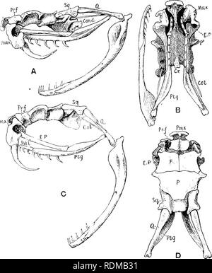 . Die Cambridge Natural History. Zoologie. 648. OPHIDIA CHAP. C'rotalus. - Mit der Rassel. Die Oberfläche der Kopf ist mit kleinen Schuppen bedeckt. Eange vom südlichen Kanada und 5q ^   Grippe Pmx Pms. Abb. 180,- Schädel eines Rattle-Snake, Crotalus durissiis. x 1. A, Seitenansicht, backen leicht geöffnet; B, ventrale Ansicht; C, Seitenansicht, dass die Backen vollständig in der Position des markanten geöffnet; D, dorsalansicht. Vergleichen Sie dies mit der schematische Abbildungen auf S. 588, wliere tlie Mechanismus erklärt wurde. Gol, Columella Arnis; Cond, kondylus; Cr (in B), sphenoidal Crest zur Befestigung eines leistungsfähigen Stockfoto