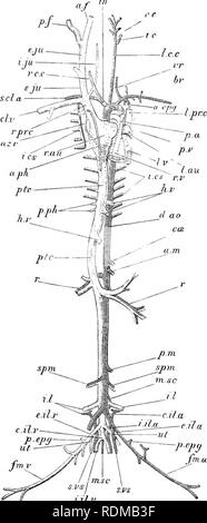 . Die Cambridge Natural History. Zoologie. Hohlräume des Herzens 67 geblieben ist. Diese Tatsache, zeigt, dass das Säugetier kann nicht von einem Vogel abgeleitet worden sind - wie Vater, aber das. Abb. 43. âLrpn.^ cuniciilus. Ven- Blick auf die vaskulären.Sys-tem. Das Herz ist etwas in Richtung der linken Seite des Themas vertrieben; tlie Arterien des Rechts und die Adern auf der linken Seite sind in hohem Maße ausgebaut, ein. Cpg, interne mam-maria Arterie; ein. f, anterior Gesichtsbehandlung Vene; a.m., anterior A. mesenterica; ein. ph, anterior phrenic Vene; Az. ii^ azygos Vene; ir^lirachial Arterie; cil.a, gemeinsame Darmbein arte Stockfoto
