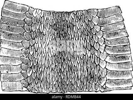 . Die Cambridge Natural History. Zoologie. 642 OPHIDIA CHAP. schwarz Kranke die Männchen durch die Verlängerung des schwarzen Markierungen, in der Frauen durch die Verdunkelung der Erde - Farbe. Die Männchen sind in der Regel von Frauen durch dunkleres, tiefen schwarzen Markierungen und leichter Boden - Farbe. Die Weibchen sind meist größer als die Männchen. Die größte Muster in das British Museum Maßnahmen 700 mm. = 28 Zoll, aber eine Viper 2 Fuß langen kann in Betracht gezogen werden, einen sehr großen Muster. Die gemeinsame Viper hat eine breite Palette von Wales zu Saghalien Insel, und von Caithness im Norden von Spanien. Sie steigt die Alpen zu einem c Stockfoto