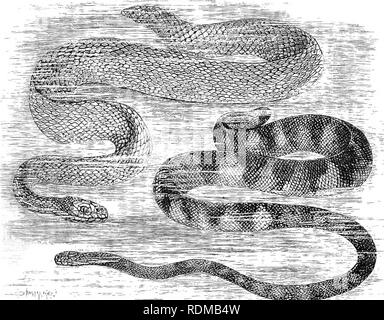 . Die Cambridge Natural History. Zoologie. ^ 36 OPHIDIA mit Ausnahme einer Spezies von Distira, D. semperi, die auf das Land beschränkt ist - gesperrt Süßwasser-See Taal auf Luzon auf den Philippinen. Sie leben auf Fisch, und reichen von den Persischen Golf nach Mittelamerika. In Übereinstimmung mit ihrer absolut das aquatische Leben Sie sind lebendgebärend, und Sie sterben, wenn aus dem Wasser für längere Zeit gehalten. Über 50 Arten bekannt sind. JSnhydrina vcdakadien s. hengalenais skaliert wird, mit einem kleinen Tuberkel oder Kiel, die sich in der Männer stärker ist; die ventrals sind sehr klein und bilden eine kaum enlar Stockfoto