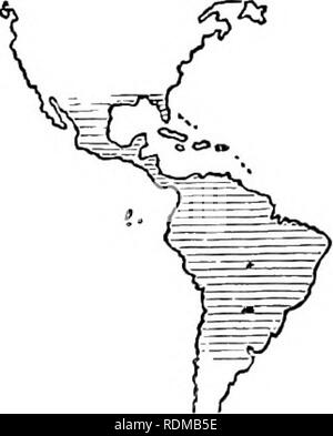 . Die Cambridge Natural History. Zoologie. 626 OPHIDIA CHAP. Wie hohl oder perforiert erscheinen. Hinter diesen erweiterten Gift - reißzähne Oberkiefer trägt eine Reihe von kleineren, festen Zähnen; daher der Begriff "proteroglyphous", was bedeutet, dass die frontzähne gerillt sind, im Gegensatz zu "opisthoglyphous." Beide Serien haben eigenständig entwickelt wurde. Die Proteroglypha sind alle äußerst giftig, meistens Lebendgebärende, und weit über die gesamte Australische, ISTeotropical Paleotropical und Regionen verteilt, mit Ausnahme von Madagaskar und Neuseeland; Sie erweitern Stockfoto