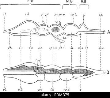 . Die Cambridge Natural History. Zoologie. Nervensystem 369 weniger kompliziert, und vielleicht noch interessanter aus morphologischer Sicht, sind die Strukturen, die sich aus der thalamencephalon. Durch verdickungen der seitlichen Wänden zwei große Ganglien, die Optic thalami, gebildet, und auf der inneren oder dorsale Aspekt eines jeden von diesen ein Ganglion hahenulae entwickelt wird. Von F.B M.B. FlÂ £ 5 210 âDiaoram der allgemeinen Struktur des Gehirns in Craniates. Ein vertikaler Längsschnitt; B, dorsalen Ansicht das Gehirn Hohlräume auf der rechten Seite. c Cerebelhim; c. c, zentralen Kanal des Spin Stockfoto