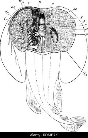 . Die Cambridge Natural History. Zoologie. XIII ELEKTRISCHE ORGANE 365 bestimmte Sounds mit dem Besitz der gefährlichen Stacheln, und durch die Klänge gewarnt, von einem Angriff auf die Eigentümer der Stacheln, zum gegenseitigen Vorteil beider. Elektrische Organe. ÂElectric Organe in der Lage generiert - ing mehr oder weniger starke elektrische Entladungen sind in bestimmten Fischen geschickt, sowohl im Meer- und Süßwasser. Sie kommen in ein paar Elasmobranchier (Arten von Baia, Torpedo, und Eypnos), wie die afrikanischen Teleosts Silurid Malojpterurus, der "Electric Eel" (gymnotus), und in der Art von Mor Stockfoto