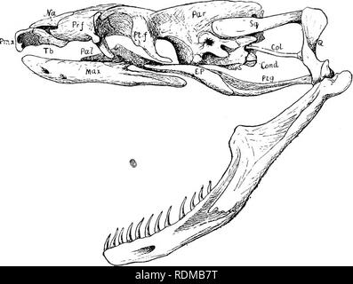 . Die Cambridge Natural History. Zoologie. 596 OPHIDIA Ehinophis. - Der Schwanz-Shield ist konvex und die Schnauze ist hingewiesen. Rli. Sanguineus des südlichen Indien oben ist schwarz mit einem bläulichen Glanz, manchmal mit kleinen hellen Flecken; der Bauch und mehrere der seitlichen Reihe von Skalen sind leuchtend rot, getupft mit Schwarz. Die Schwanz-Schirm ist Schwarz und Rot. Fam. 5. Boidae.-typischen Schlangen, in der Regel große und mit Spuren von Becken und Hind-Glieder, extern als claw-. FiQ. 155,- Schädel von Eunectes murinus. x 1. Die Zähne im Oberkiefer, Pfalz, anc! Lateralis wurden ausgelassen. Col, Columella Auri Stockfoto