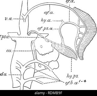 . Die Cambridge Natural History. Zoologie. Gefäßsystem 335 Knorpelfischen die Teleost. Wie im vorhergehenden Kapitel beschrieben, dieser Fisch besitzt sowohl eine hyoidean Gill und eine spiracular pseudobranch (Abbn. 197 und 198). Die hyoidean Gill ist sup von einem Zuführenden Arterie direkt von der ventralen Aorta, jedoch die richtige efferenten Schiff der Gill, die primitively die dorsale Aorta, wird unterdrückt, und das Blut ist in ein Schiff, das, wie die hyoidean Arterie in Elasmobranchier, wird der zuführenden Arterie der spiracular pseudobranch gesammelt. Letztere ef.cc.ef. psd-. Â â Hy. h. hy Stockfoto