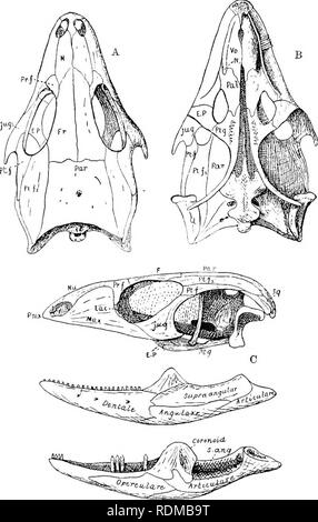 . Die Cambridge Natural History. Zoologie. 550 LACERTAE der Schädel. Letztere ist immer gut weg vom Hals gekennzeichnet. Die postorbital Arch ist abgeschlossen. Die zeitliche Region ist kom- plett Überdachte durch Knochen dorsal, vor allem aufgrund der Größe des. Abb. 142.- Schädel und Unterkiefer des Lacerta viridis. A, Dorsalansicht; B, ventrale Ansicht; C, von der linken Seite; D, die rechte Hälfte des Unterkiefers, von der inneren Seite, mit einigen Der pleurodont Zähne. J £. P, Ectopterygoid; F, Fr, frontale; Krug, jugal; Lac, lacrymal; Max, Kiefer; iV, IFA, nasale; iVj, in E, innere narial öffnen; Pal, Pfalz; Pa Stockfoto