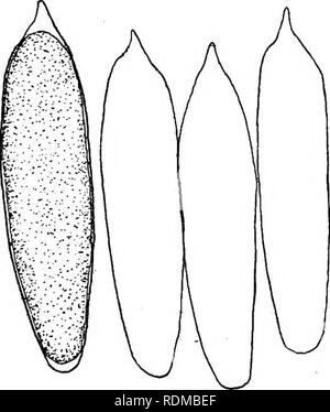 . Wasserinsekten im Staat New York; eine Studie an der entomologic Field Station, Ithaca, N.Y., durchgeführt unter der Leitung von Ephraim Porter fühlte. Insekten; aquatische Insekten; Libellen; Fische. Abb. -. 12 Schamlippen von Enallagma und Ischnu'ra; a und 6, Schamlippen und ofB. Signatum; candd, der I. verticalis zu Nehallennia. Der Grund für ihn, die sich auf Nehallen-nia, dem Fehlen einer Wirbelsäule auf die Spitze des Brustbeins der Achtel abdominal Segment in den weiblichen, scheint nicht zu sein. Abb. 13 Eier oflschnura verticalis gut, da eine Reihe von Arten sind jetzt fehlt Ischnura bezeichnet, die Wirbelsäule. Isc Stockfoto