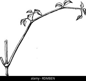 . Die Bewegungen und Gewohnheiten von Kletterpflanzen. Kletterpflanzen; Pflanzen. 54 BLATT - CLIMBEKS. OiiAP. n. ziemlich lange Sub-blattstiele. Der blattstiel Kurven ein wenig schräg nach unten an jedem Punkt wo ein paar Blättchen entsteht (siehe Abb. 2), und der Blattstiel des endfieder ist nach unten gebogen, im rechten Winkel; daher die ganze Blattstiel, mit seinem rechteckig gebogen Extremitäten, fungiert als Haken. Dieser Haken, die seitlichen Blattstiele ein wenig nach oben geleitet wird, bildet eine ausgezeichnete Auseinandersetzung Vorrichtung, durch die die Blätter. Abb. 2. Ein junges Blatt der Clematis vUicella. • Leicht mit surrou werden Stockfoto