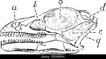 . Die Cambridge Natural History. Zoologie. THEROPODA 421. Abb. 98.- Schädel von Anchisauriis coelurus. x. (Nach Marsh.) ein, Nase Fossa; 6, antorbital. c, infra-zeitlichen, d, supra-zeitlichen, Ando, orbital Fossa; q, quadratische Knochen. Von seinem Fuß-Spuren nur, die zusammen mit drei anderen-toed Spuren in den Sandstein der Connecticut Valley, ursprünglich beschrieben wurden und von Hitchcock als Ornithichnites (t'xi'o herausgefunden? = Track oder Spoor). Einige dieser Aufdrucke sind mehr als ein Fuß, in der Länge, der rechten und linken Spuren folgenden abwechselnd auf eine Dis- nisse der von vier bis sechs Metern. In einigen Fällen Stockfoto