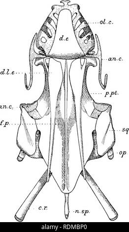 . Die Cambridge Natural History. Zoologie. SKULL 233 in JVeoceratodus,^ entwickelt und beinhaltet eine kleine hyomandibular Auto - tilage, ein teilweise knöchernen und Knorpeligen cerato-hyal hypo-hyal und Basi-hyal Element. In den anderen Gattungen (Abb. 133) nur eine cerato-hyal bleibt erhalten. Die Branchial Bögen sind aber schwach in der dipnoi entwickelt. Ncoccratodus hat fünf, von denen die ersten vier in epi-Branchial und cerato - Branchial Segmenten aufgeteilt sind, während die fünfte ungeteilt ist. Protopterus hat sechs, sondern nur die zweite und dritte segmentiert werden wie in Neoceratodus." In delle Belle Arti-Sirene alle Bögen sind sim Stockfoto