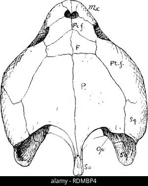 . Die Cambridge Natural History. Zoologie. ClIELONIDAE 379 und die prefrontals. Die choanae werden vom Bahnhof Châteaucreux, die durch den vomer getrennt sind beigefügt und sind Posterior, in Kontakt mit dem pterygoids. Letztere werden mit absteigender Prozesse Der parietals durch epipterygoids verbunden. Die Foren - Männer magnum ist begrenzt wird nicht nur durch die supra-Okzipitalen und die seitlichen Occipitals, sondern auch durch die Basi-Okzipitalen. Für das Skelett siehe Abb. 65, S. 320. Das Schambein und ischiadic symphyses sind verbunden durch einen schmalen knorpeligen Band. Die pubis hat eine große, breit, seitliche Prozess, aber der i Stockfoto