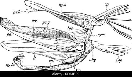 . Die Cambridge Natural History. Zoologie. SKULL 225 dermal Knochen investieren die Rückenseite des chondrocranium, und nur in begrenztem Umfang mit den weniger zahlreichen Membran Knochen der Lachs entsprechen. Zu diesen sind eine Reihe von circum-orbital Knochen und einem großen parasphenoid. Zweifellos das auffälligste Merkmal in dieser Fische ist die primitiven Charakter des Oberkiefers. In Polyodon (Abb. 131) Die palato-quad Preise sind ganz Knorpeligen, und, wie in der Dog-Fish, sie treffen sich in der Vorderseite unterhalb der Basis cranii, wo die beiden durch Bänder verbunden sind. Die sekundäre Oberkiefer ist aber Gebühr Stockfoto