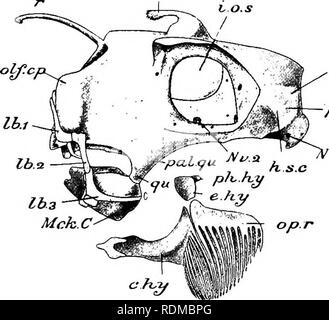 . Die Cambridge Natural History. Zoologie. SKULL 223 (ffeterodontus) weist eine andere und ganz unterschiedliche Modifikation. In diesem Fisch der dorsalen Rand jedes palato-quadratische Knorpel passt in eine tiefe Rille entlang der temporal unteren seitlichen Oberfläche der Schädeldecke, und ist fest dazu durch hgament befestigt. Damit ist der erste Schritt in Richtung, die vollständige Fusion der beiden Strukturen, die so charakteristisch ist eine Funktion, die in der Regel eher autostylic Fische wie die Holocephali und der dipnoi genommen. Auto-kulturgewerbe, ob beginnende, wie in Heterodontus, oder vollständig, wird als sekundäre m betrachtet werden Stockfoto