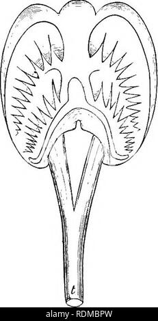 . Die Cambridge Natural History. Zoologie. SKULL 221 die Depression der mesethmoid oder hypophysial Platte für die Unterstützung der naso-Kanal, die Verlängerung und die mediane Union Der palato-quadratische Knorpel von Oppo-Seiten unter dem äußeren Teil des Kanals, appar - auch für die Unterstützung des letzteren, und die Einkreisung des Kanals durch die Unterstützung der Restringe des Knorpels, (iv.) Die Anwesenheit von zwei Branchial Bögen, verbunden, wie sie in Fischen, mit einer medianen Basi-Branchial Segment bildet die mittlere der drei Divisionen der lingualen Apparatur (v.) Die Stockfoto