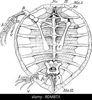 . Die Cambridge Natural History. Zoologie. 320 CHELONIA der Schambeinfuge, und eine kleinere, länger und schmales Stück Knorpel reicht manchmal rückwärts aus dem ischiadic sym-Physis, wie die so genannten hypo-sitzbein. In der Pleurodira die Enden der ilia, und jene der lateralen Prozesse der pubes, sind wesentlich erweitert und fest mit dem hinteren Rippenbögen Platten und mit der ankylosed xiphiplastron bzw... MafZ. Abb. 65.-ventrale Ansicht des knöchernen Schale von Chelone mydas Green Turtle, nach Ausbau der Plastron (Abb. 66). Die rippenbögen Platten sind durch Linien gekennzeichnet distin Stockfoto