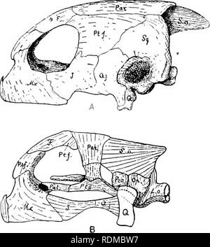 . Die Cambridge Natural History. Zoologie. SKULL 317 durch mehrere Besonderheiten gekennzeichnet. Es gibt keine ecto - pterygoids oder Ossa transversa; keine lacrymal Knochen, keine Inter-Parietalen oder Zirbeldrüse foramen; Die vomer ungepaarte ist und den nasalen Knochen sind meist nicht vorhanden, es sei denn, Sie verschmolzen mit dem prefrontals sind. Die premaxillae sind sehr klein. Die einzelnen vomer bildet eine Trennwand zwischen dem choanae; und diese sind, außer in Sphargis, ventral Überdachte durch Flügel heraus, die von den TGV-Bahnhof Châteaucreux. Die letztere Form eine kontinuierliche knöchernen Dach bis zur Mündung mit dem pterygoids, und diese divergieren Posterior, conne Stockfoto