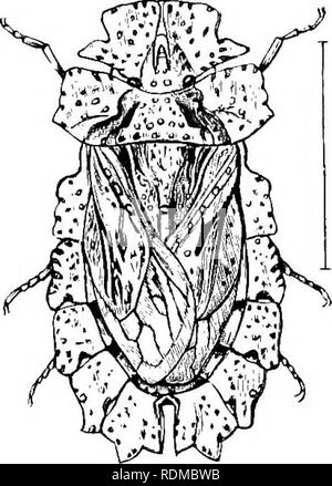 . Die Cambridge Natural History. Zoologie. viil HETEROPTERA PENTATOMIDAE 545 Cryptocerata sie versteckt sind. Die Serie Gymnocerata inchides Alle terrestrischen Heteroptera, und die zwei Familien, Hebridae und Hydrometridae, die auf der Oberfläche des Wassers oder in einem^ ery feuchten Orten leben; während Cryptocerata umfasst alle Formen, die unter Wasser leben. Fam. 1. Pentatomidae. - Scutellum sehr groß, bei Heist ludf Solange uns den Bauch, die oft für die gesamte Nach- und alar Anhängsel. Antennen oft fünf-verbunden. Rüssel-Ummantelung 4-verbunden. Ozellen tico. Jede tarsal Kralle mit einem Appe Stockfoto