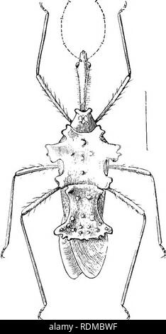 . Die Cambridge Natural History. Zoologie. Struktur 5 37 Schnelligkeit der Strom wird durch eine Pumpwirkung des Pharynx erhöht, und möglicherweise durch Bewegungen der Setae selbst Obwohl die Seten oft extrem verlängert werden - manchmal mehrmals die Länge des Körpers - sie sind fast immer schlank, und es gibt keinen Grund anzunehmen, dass eine perfekte, oder luftdicht, Rohr, gebildet ist; daher ist es wahrscheinlich, dass die kapillarwirkung ist wirklich der wichtigste Agent in der Einnahme der Flüssigkeit. Die leichte Vielfalt der Struktur des Hemipterous trophi ist in einem sehr markanten Kon- trast mit dem, was wir in tind Stockfoto