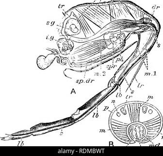 . Die Cambridge Natural History. Zoologie. Struktur 535 in einem weiteren Sinne mit der maxillae mandibulate Insekten, und die äußere Paar mit Kiefer, ist wahrscheinlich richtig. Mecznikow, der Embryologie studierte,^ unterstützt diese Ansicht für Heteroptera, aber er sagt, {t.c. S. 462), dass in Homoptera die Teile des Embryos entsprechenden mit rudimentären maxillae und Kiefer verschwinden, und die Härchen werden anschließend von der eigenartigen besondere Stellen, die auf den Ersten der Retorte-förmige Form hergestellt; der Hals der Retorte immer mehr danach verlängern Sie die seta zu bilden; auch, dass in der Heteropterous Stockfoto